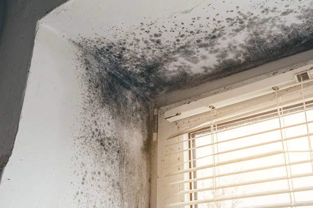 Affordable Mold Cleanup solutions in Lafayette, CO